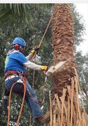 Schedule Your Tree Trimming NOW!